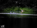 Greylag goose - Gęgawa